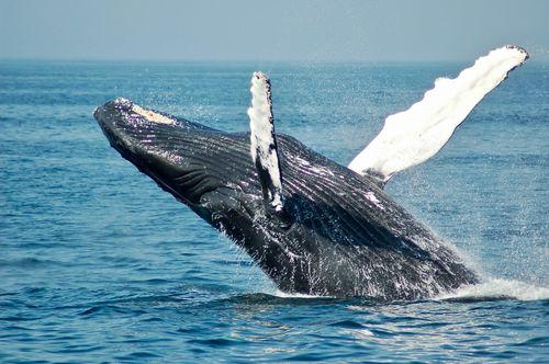 samana whale tour