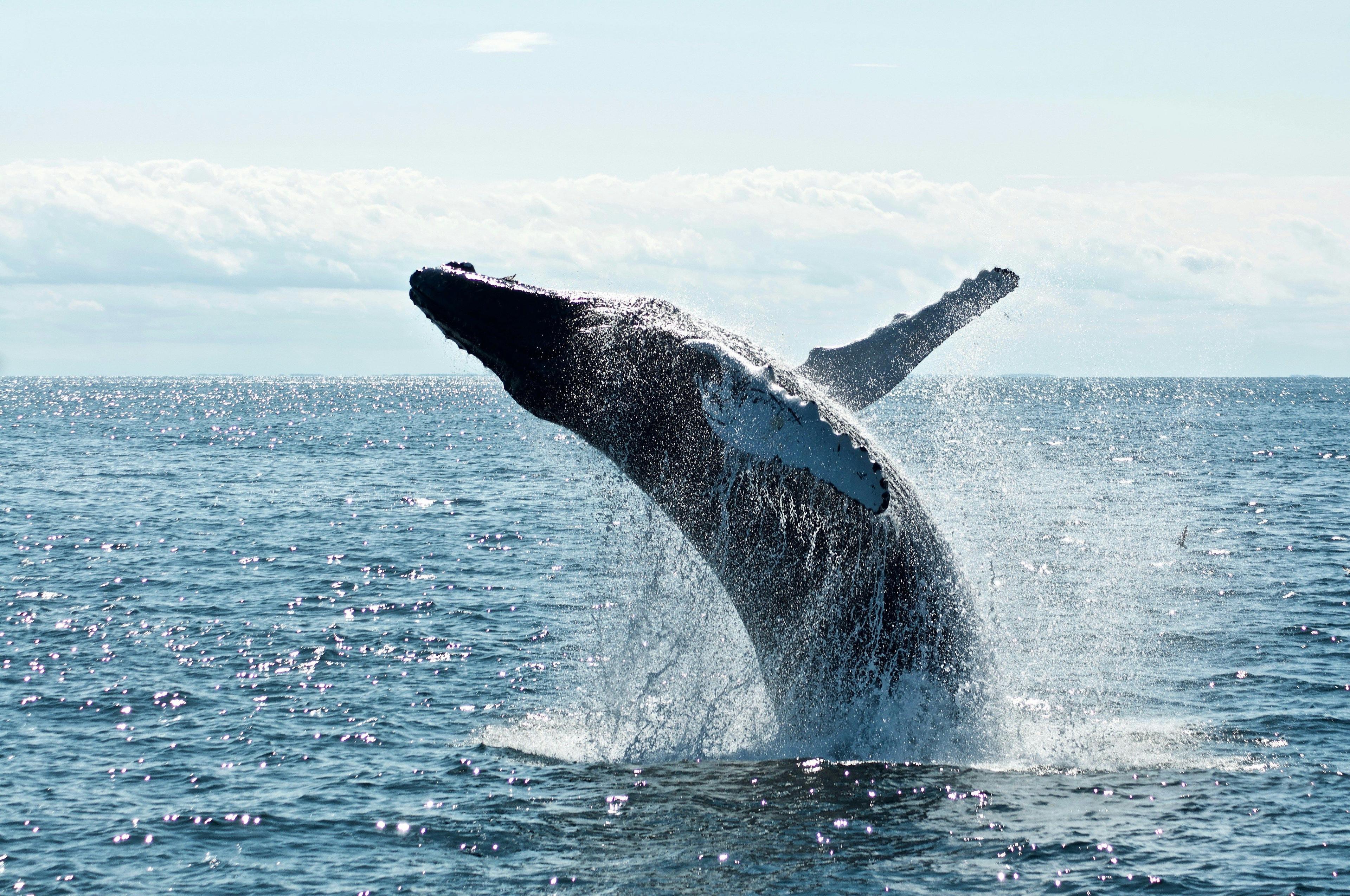 samana bay whale watching