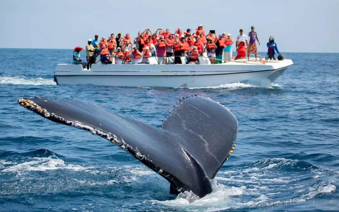 whale samana dominican republic