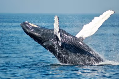 Ultimate Guide to the Samana Whale Tour: Whale Watching in Samana