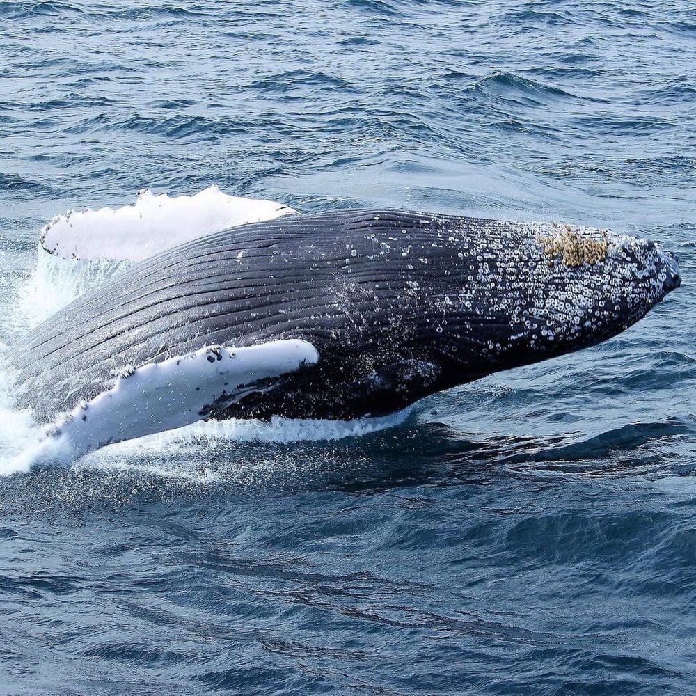 whale-samana.jpg